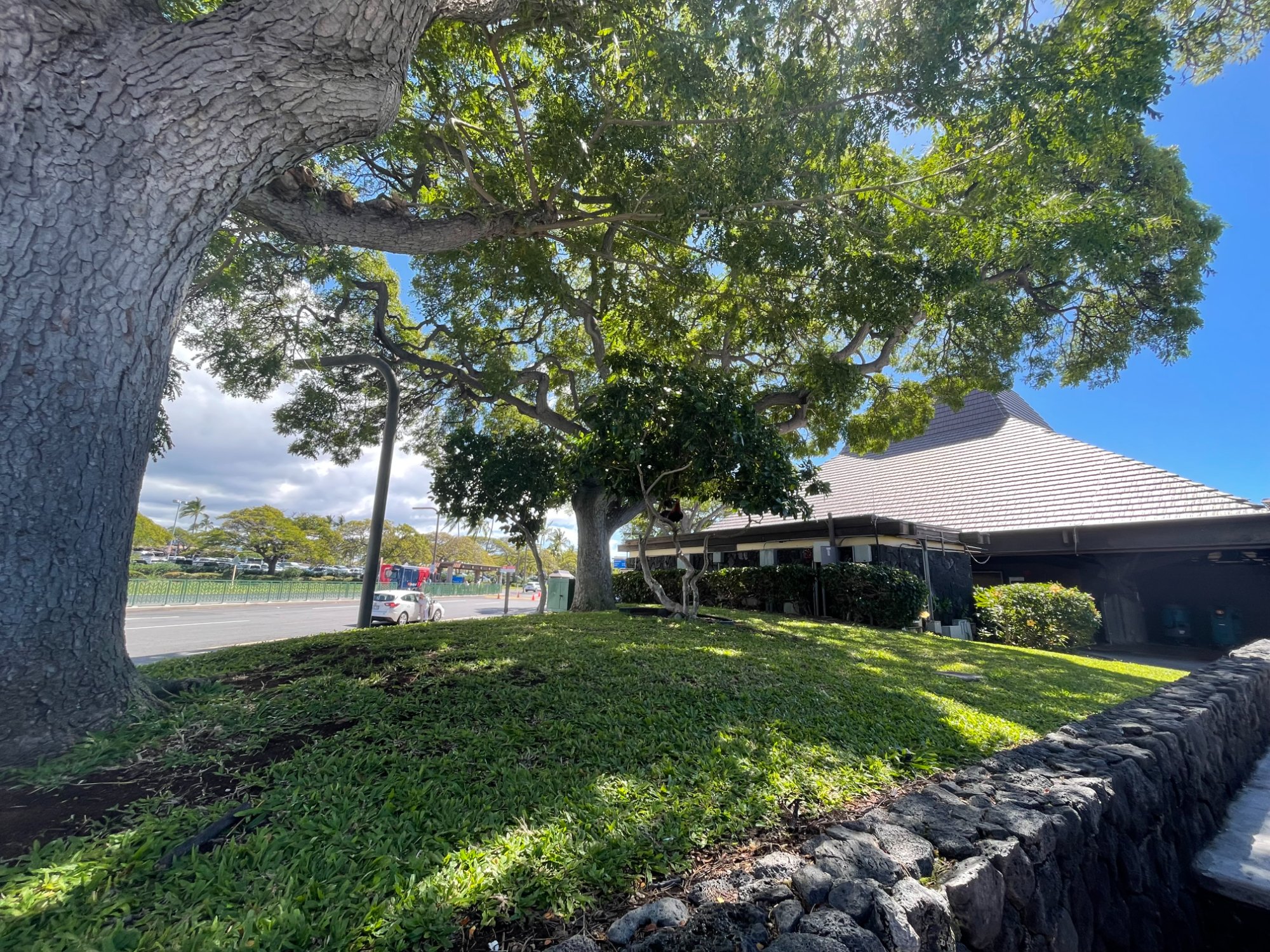 Ancient monkeypod trees providing shade