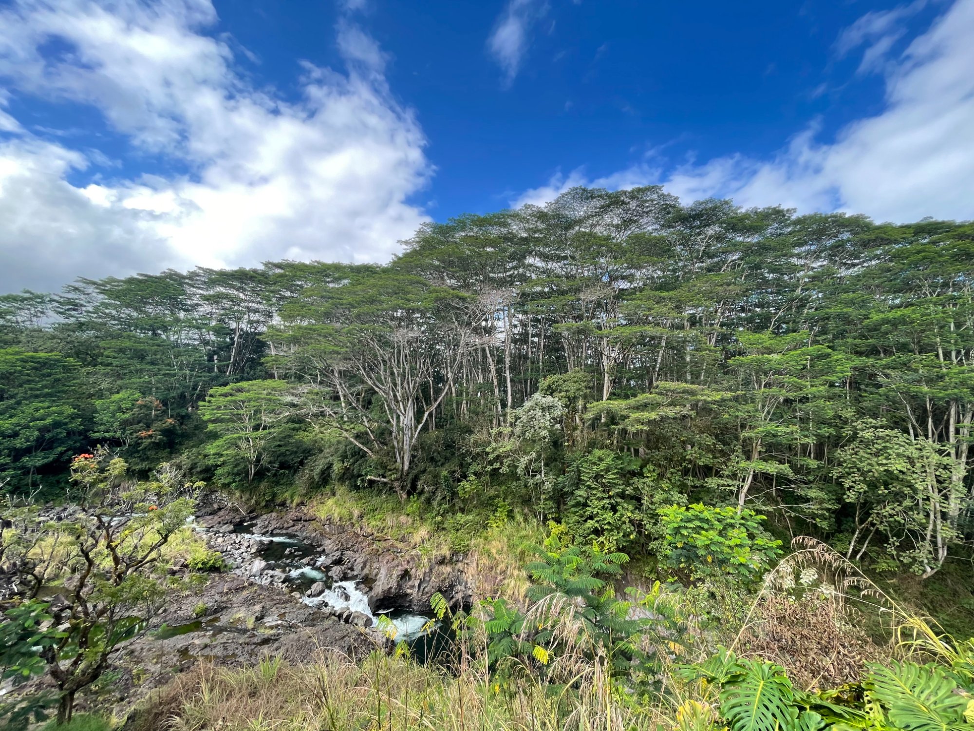 Lush tropical rainforest with stream